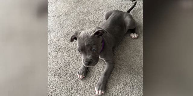 Detroit man viciously beats puppy on video, leaves for dead in trash can over broken pair of glasses The puppy, Lady, reportedly survived the incident.