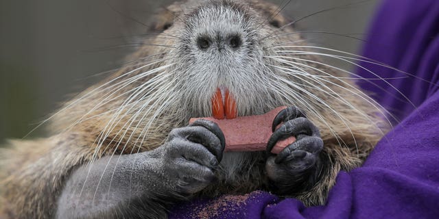 A wounded baby nutria Denny Lacoste rescued is photographed in Metairie, Louisiana, on March 13, 2023.