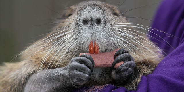 A wounded baby nutria Denny Lacoste rescued is photographed in Metairie, Louisiana, on March 13, 2023.