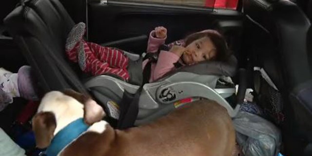 One-year-old Chantal next to the family dog Blue, who led firefighters upstairs to her amid the house fire.