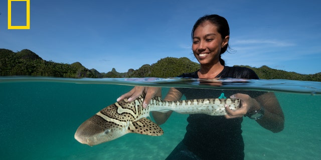 Scientist Nesha Ichida releases the second zebra shark of the day, a young female named Kathlyn, in Indonesia’s Wayag Islands.