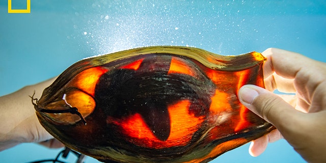 Shark caretaker Kyra Wicaksono uses a light to illuminate a zebra shark embryo inside its egg case at a new shark nursery at the Misool Resort in southern Raja Ampat, Indonesia.