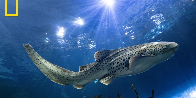 An adult female zebra shark glides through the Wild Reef exhibit at Shedd Aquarium in Chicago. Adult zebra sharks are endangered everywhere outside Australia, but there are more than 100 in aquariums around the world. Several aquariums, including Shedd, are letting adults mate and produce eggs, which will be shipped to Indonesia.