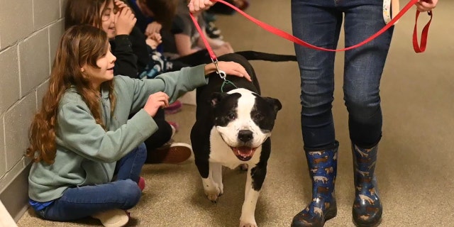 Marley is good with kids and has participated in humane education classes, according to the Animal Refuge League of Greater Portland.