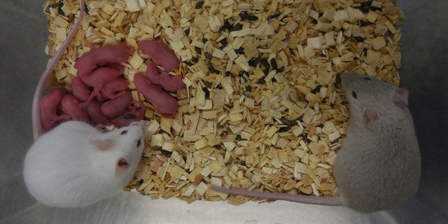 This photo provided by researcher Katsuhiko Hayashi shows a fertile adult male mouse, right, with his offspring and another adult mouse in Osaka, Japan, in September 2021.