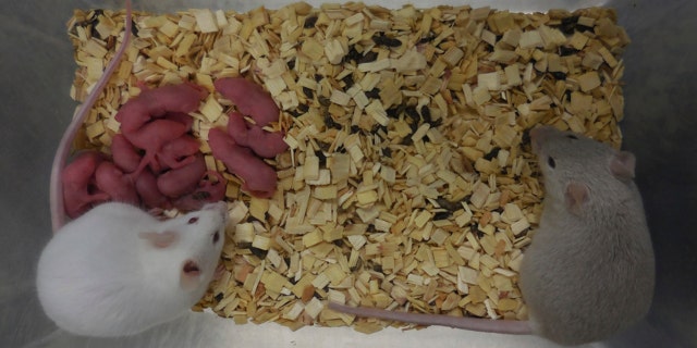 This photo provided by researcher Katsuhiko Hayashi shows a fertile adult male mouse, right, with his offspring and another adult mouse in Osaka, Japan, in September 2021.