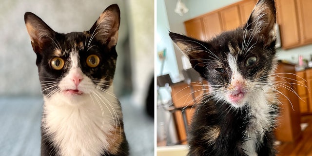 Milis has had quite the recovery during her time with King Street Cats and is now looking for a home with her best buddy, Robinson. On the right, Milis before medical treatment. On left, Milis today.