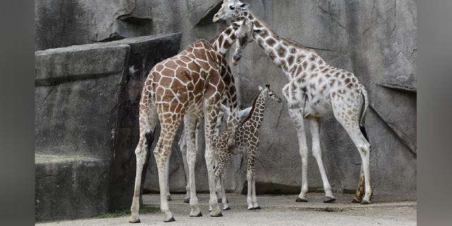 Giraffes at the Milwaukee County Zoo