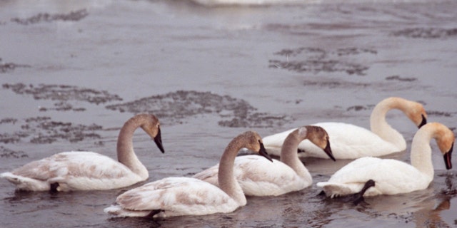 Monticello, MN., Thursday, 1/7/2000. A group of trumpeter swans swam past ice chunks forming in the Mississippi River three miles south of the  Monticello power plant. 