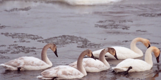 Monticello, MN., Thursday, 1/7/2000. A group of trumpeter swans swam past ice chunks forming in the Mississippi River three miles south of the  Monticello power plant. 