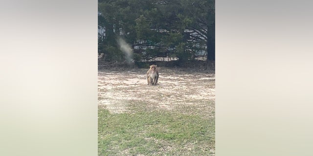 A photo of the monkey released by the Dickson Police Department.