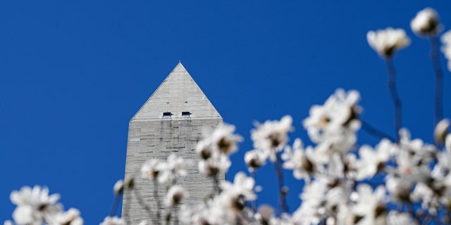 Pohon sakura mekar pada 23 Februari 2023, di Washington, DC