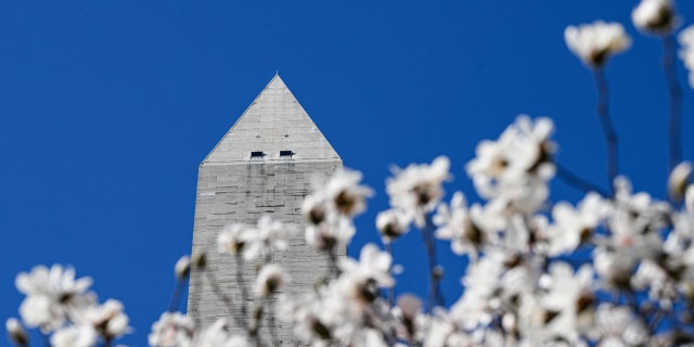 Pohon sakura mekar pada 23 Februari 2023, di Washington, DC