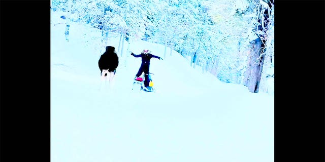 A moose charges a person riding a snowmobile. The snowmobiler dodges the moose just in time.