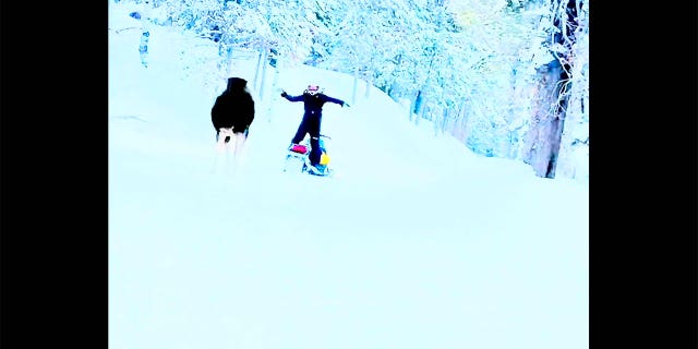 A moose charges a person riding a snowmobile. The snowmobiler dodges the moose just in time.