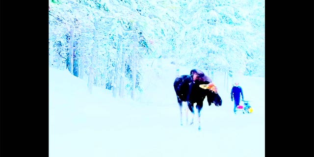 A moose walking near a snowmobiler in the open. The moose decides to charge at the person.