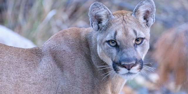 A California mountain lion