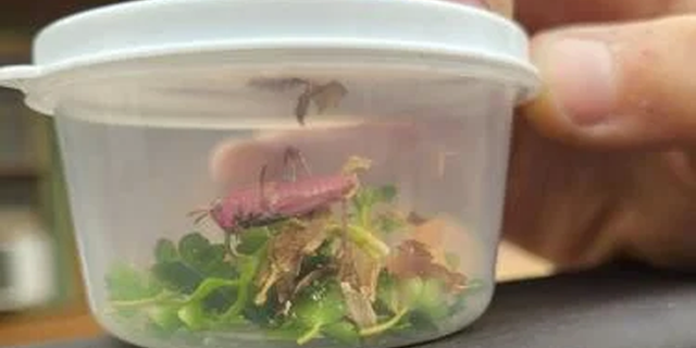 An 8-year-old boy from Arkansas City found a pink grasshopper while searching for insects in a family member's yard. He's named the grasshopper Pinky.