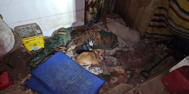 Rescued Dogs Illinois