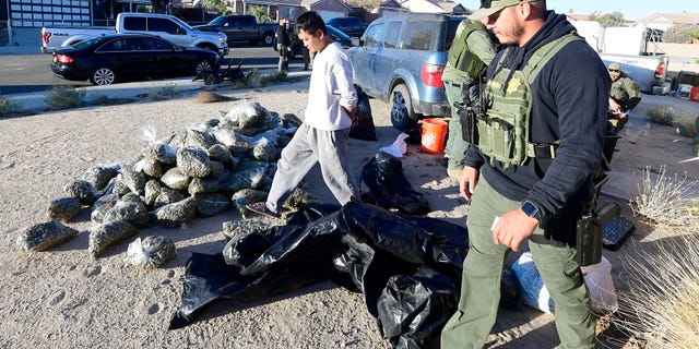 A resident of a home is detained and led out of his home for questioning by an Operation Hammer Strike deputy with the San Bernardino County Sheriffs Department as other deputies remove 316 pounds of marijuana found at the residence.