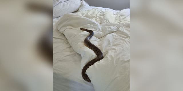 Mujer encuentra víbora mortal de 6 pies 'acostada en la cama mirándome' 4 Se encontró una serpiente marrón oriental en la cama de una mujer australiana en Maroun.