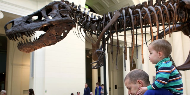 Chicago'daki Doğa Tarihi Müzesi'ni ziyaret edenler, 1 Nisan 2014 Salı günü şimdiye kadar bulunan en büyük, en kapsamlı ve en iyi korunmuş Tyrannosaurus rex örneklerinden biri olan SUE'ye hayranlıkla bakıyor.