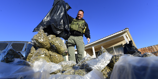 Sgt. Debevek handling seized cannabis from a raid in San Bernardino County.