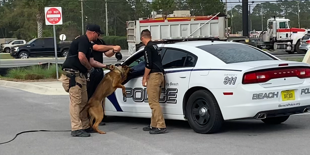 Two officers standing with a police dog bitting a pretend suspect through the driver's window of a police car