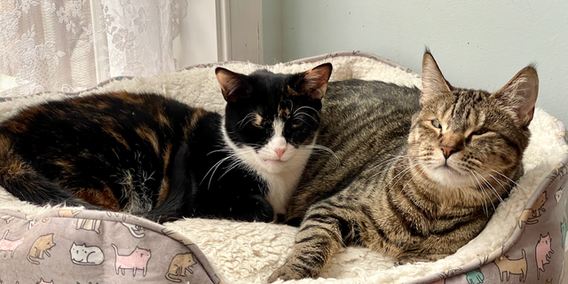 Milis, left, and Robinson, right, became best friends during their time together in a foster home. Both cats have special needs and need to be adopted together.
