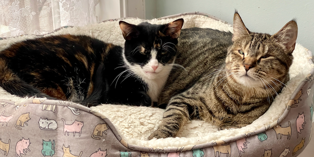 Calico tabby cat snuggle kitties cats