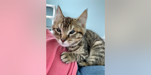 Robinson, pictured here, loves to cuddle with people and with his best buddy, Milis.
