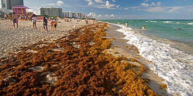 Rafts of brown seaweed, Sargassum sp., pile up on the shore of Miami Beach, Florida, USA. 