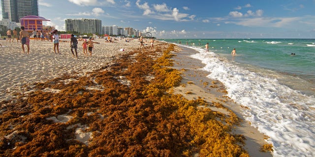 Rafts of brown seaweed, Sargassum sp., pile up on the shore of Miami Beach, Florida, USA. 