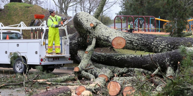 Sebastopol Public Works personnel work on removing a fallen pine tree at Willard Libby Park, in Sebastopol, Calif., Tuesday, March 14, 2023.  
