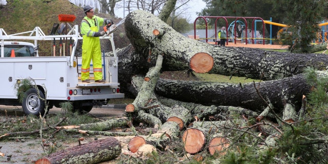 Sebastopol Public Works personnel work on removing a fallen pine tree at Willard Libby Park, in Sebastopol, Calif., Tuesday, March 14, 2023.  