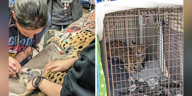 Cincinnati Animal CARE tested a serval and found it had cocaine in its system.