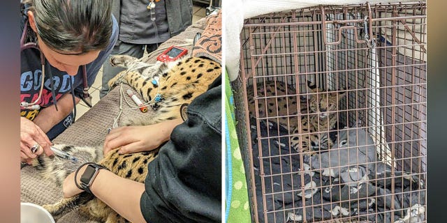 Cincinnati Animal CARE tested a serval and found it had cocaine in its system.