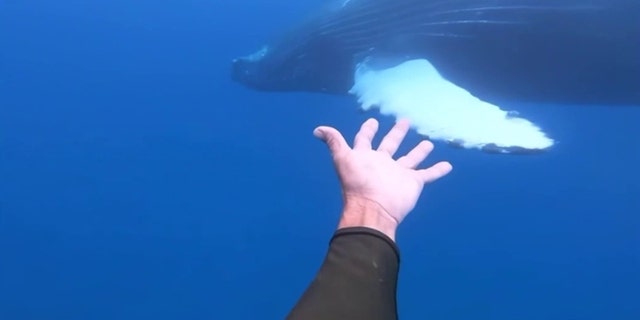 A man was seen on video snorkeling close enough to an adolescent humpback whale to almost touch its fin.