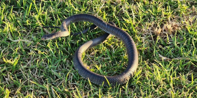 Un niño australiano que persigue a una pitón mortal lleva al descubrimiento de un nido de 110 huevos 4 Wild Conservation encontró una pitón marrón oriental de dos pies de largo todavía con sus rangos juveniles en Sydney, Australia.