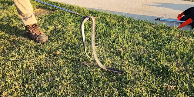 Wild Conservation also found a 3-foot red-bellied black snake with a white underside.