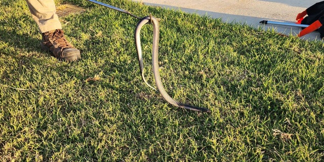 Un niño australiano que persigue a una pitón mortal lleva al descubrimiento de un nido de 110 huevos 6 Wild Conservation también encontró una serpiente roja de vientre negro de 3 pies con una parte inferior blanca.