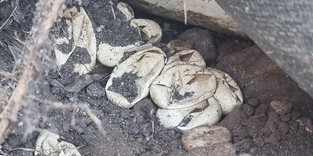 Un niño australiano que persigue a una pitón mortal lleva al descubrimiento de un nido de 110 huevos 5 Los funcionarios de Conservación Silvestre respondieron y comenzaron a excavar en el patio de la vivienda donde se encontraron más de 100 huevos recién nacidos de la boa marrón oriental.