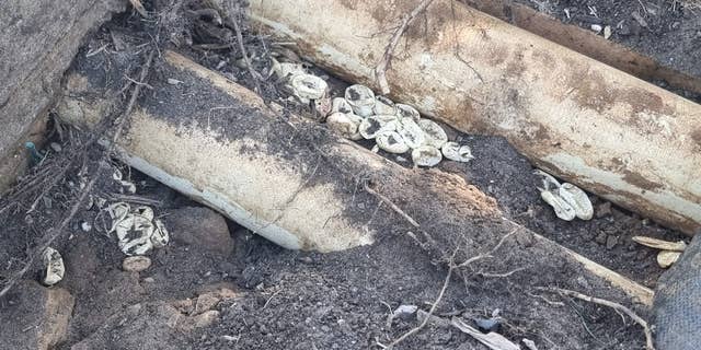 Un niño australiano que persigue a una pitón mortal lleva al descubrimiento de un nido de 110 huevos 8 Wild Conservation encontró huevos de serpiente entre tuberías enterradas y debajo de una alfombra de malezas en el patio de la familia en Sydney, Australia.