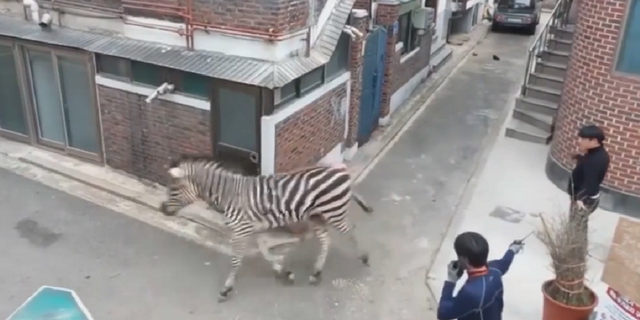 The zebra Sero is seen running around Seoul, South Korea on Thursday.