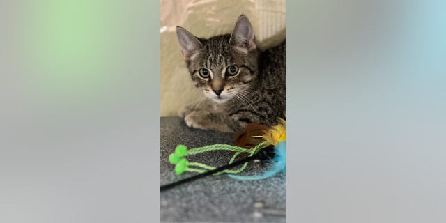 The kitten has been fittingly named "Sparky," after being found high up on a power pole in Florida.
