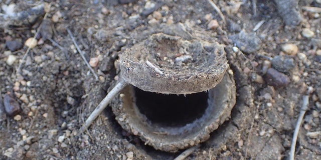 <i></noscript>Euoplos dignitas </i>it lurks underground in black soil in central Queensland, Australia.”/></source></source></source></source></picture></div>
<div class=