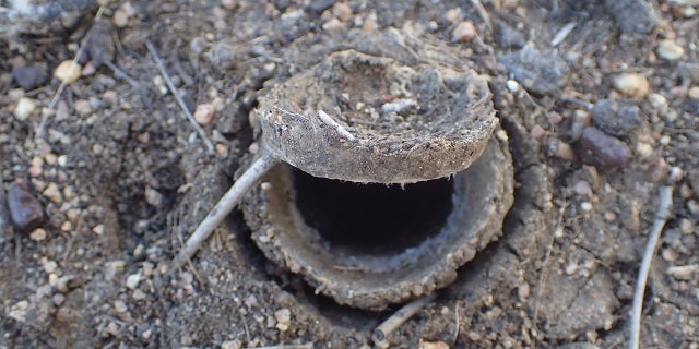 <i></noscript>Euoplos dignitas </i>it lurks underground in black soil in central Queensland, Australia.”/></source></source></source></source></picture></div>
<div class=