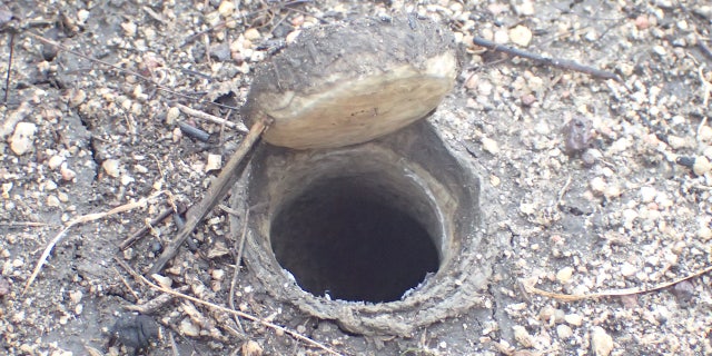 Although the Queensland Museum hasn't shared how large their find is, trapdoor spiders are typically up to 1.5 inches long and nest underground.