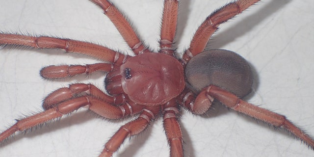<i></noscript>Euoplos dignitas</i> is a large trapdoor spider that lives in open woodland habitats and builds its burrows in the black soils of the central Queensland region of Australia.”/></source></source></source></source></picture></div>
<div class=
