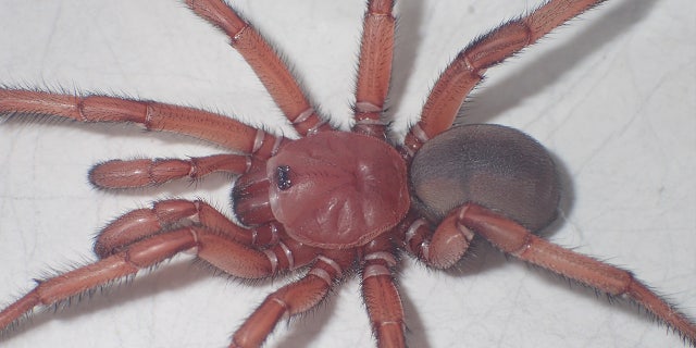 <i></noscript>Euoplos dignitas</i> is a large trapdoor spider that lives in open woodland habitats and builds its burrows in the black soils of the central Queensland region of Australia.”/></source></source></source></source></picture></div>
<div class=